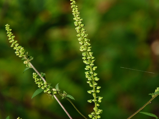 {Ambrosia artemisiifolia}